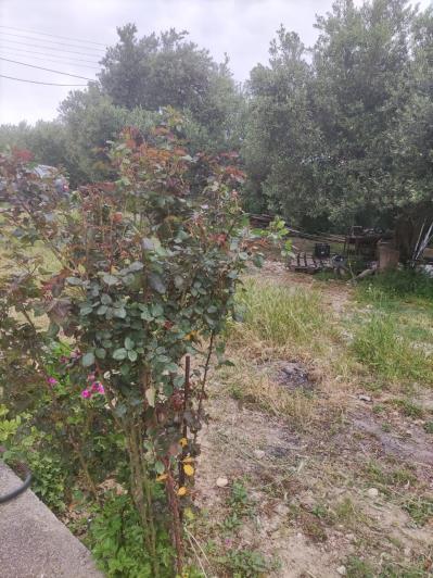 Image No.19-3 Bed Country House for sale