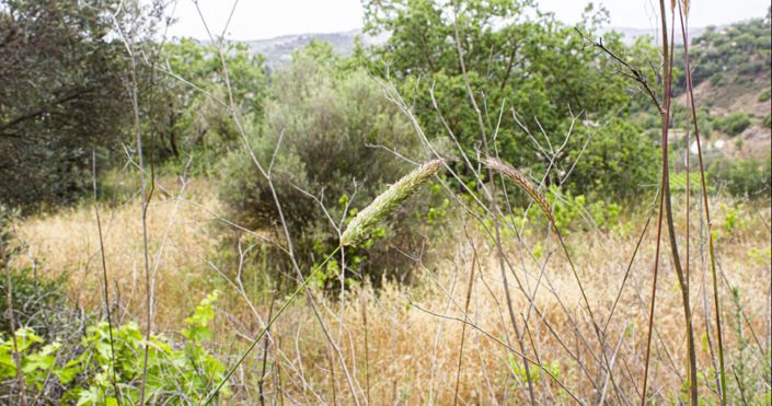 Image No.12-Maison de 3 chambres à vendre à Polis