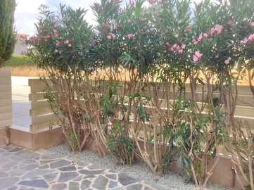 apartment-ground-floor-for-sale-paphos-cyprus