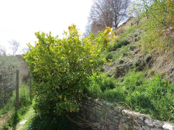 Image No.39-Propriété de 3 chambres à vendre à Bérchules