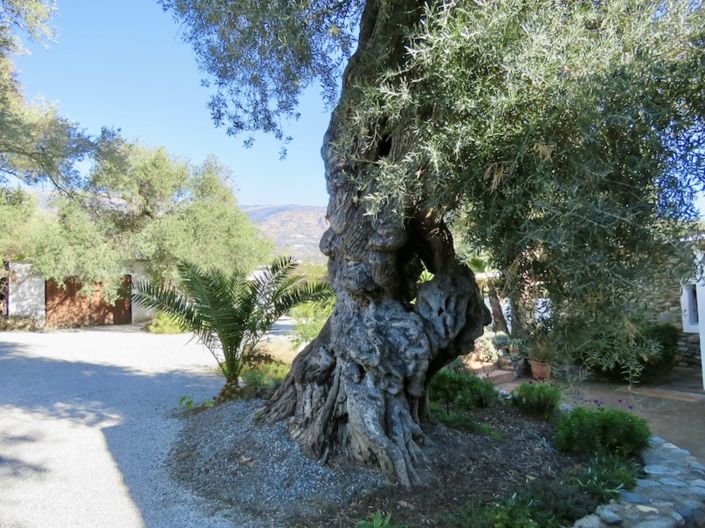 Image No.45-Propriété de 4 chambres à vendre à Orgiva