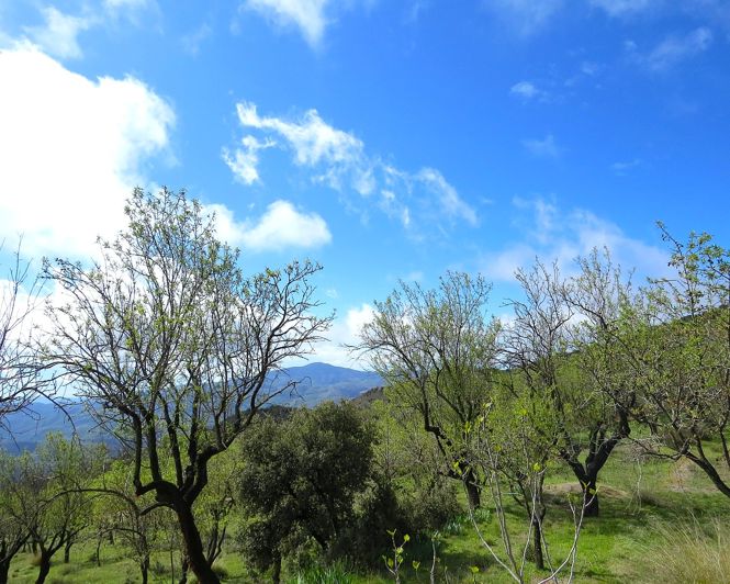 Image No.40-Propriété de 2 chambres à vendre à Mecina-Bombarón