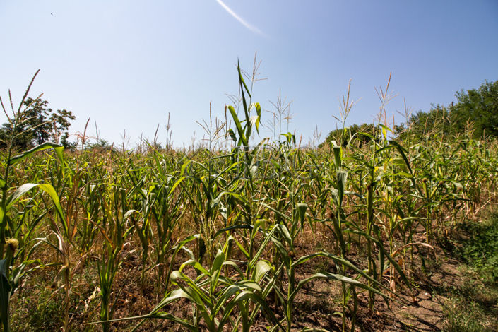 Image No.4-3 Bed House for sale