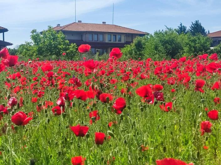 Image No.23-4 Bed House for sale