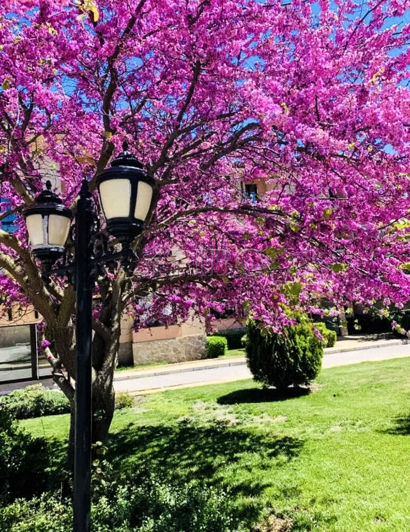 Image No.16-Appartement de 1 chambre à vendre à Dobrich