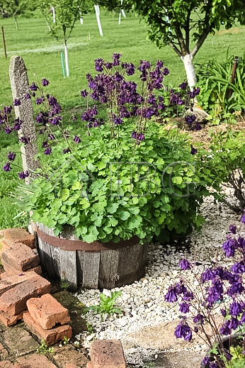 Image No.15-3 Bed House for sale