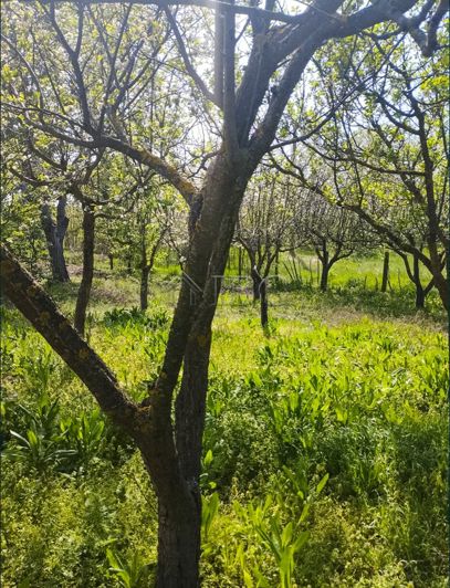 Image No.17-1 Bed House for sale