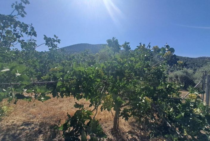 Image No.37-4 Bed Country House for sale