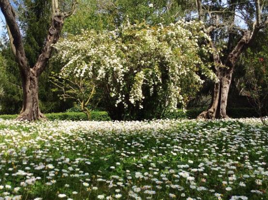 Image No.5-15 Bed Villa for sale