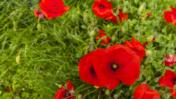 Image No.8-2 Bed Country House for sale