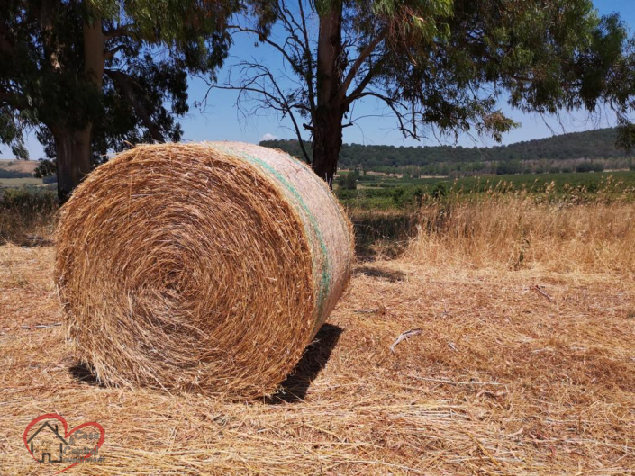 Image No.7-7 Bed Country House for sale