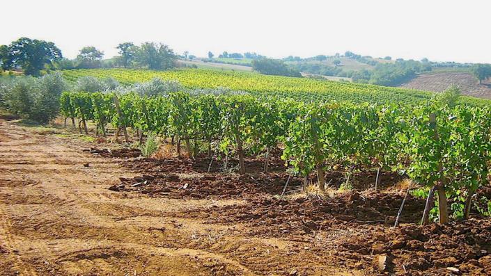 Image No.4-Ferme de 7 chambres à vendre à Scansano