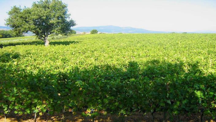 Image No.34-Ferme de 7 chambres à vendre à Scansano