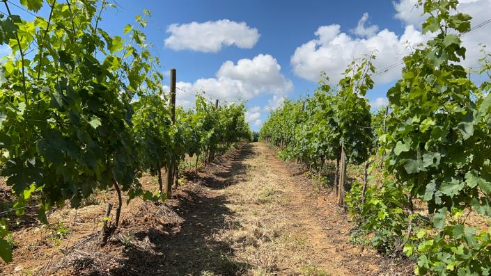 Image No.35-Ferme de 7 chambres à vendre à Scansano
