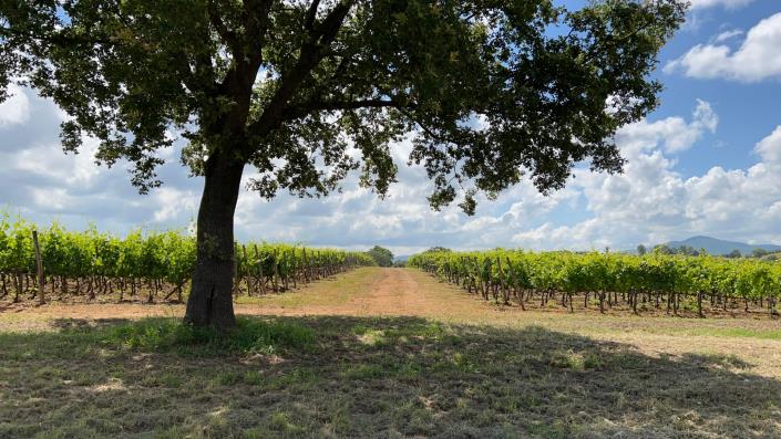 Image No.36-Ferme de 7 chambres à vendre à Scansano