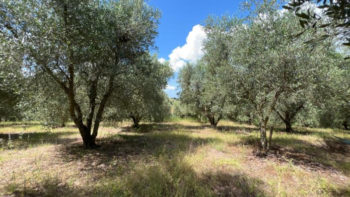 Image No.17-Ferme de 7 chambres à vendre à Scansano