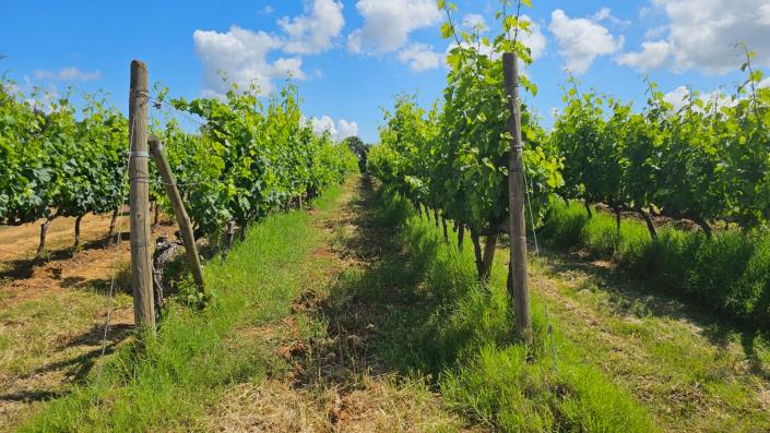 Image No.55-Ferme de 7 chambres à vendre à Scansano