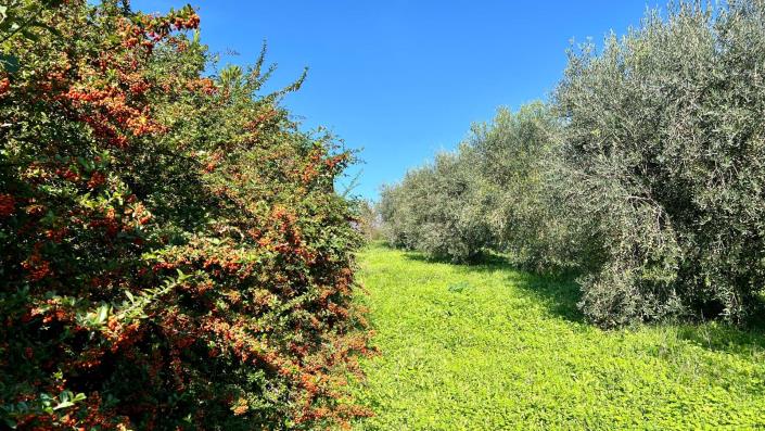Image No.29-Maison de campagne de 4 chambres à vendre à Capranica