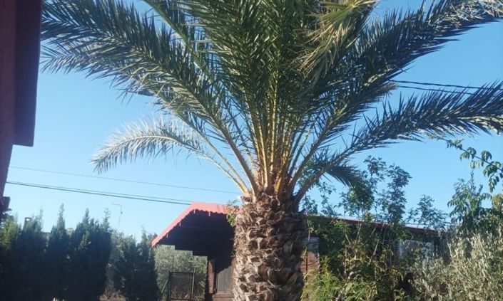 Image No.7-Villa de 4 chambres à vendre à Elche