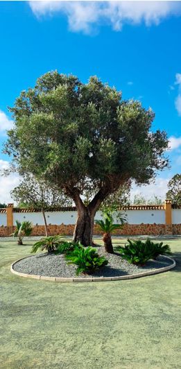 Image No.15-Villa de 3 chambres à vendre à Catral