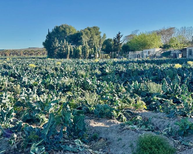 Image No.38-Villa de 4 chambres à vendre à Guardamar del Segura