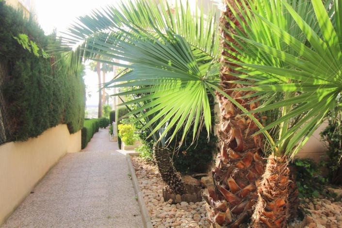 Image No.34-Appartement de 3 chambres à vendre à Torrevieja