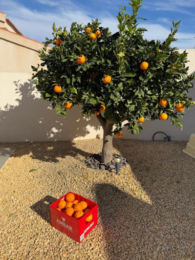 Image No.19-Villa de 2 chambres à vendre à Ciudad Quesada