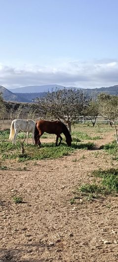 Image No.34-Villa de 3 chambres à vendre à Alicante