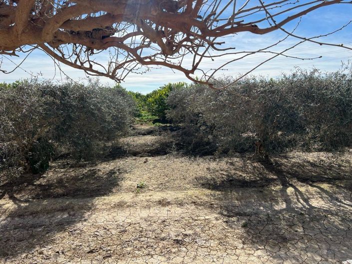 Image No.15-Villa de 1 chambre à vendre à Los Montesinos