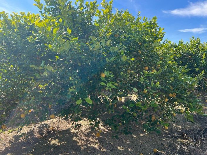 Image No.7-Villa de 1 chambre à vendre à Los Montesinos