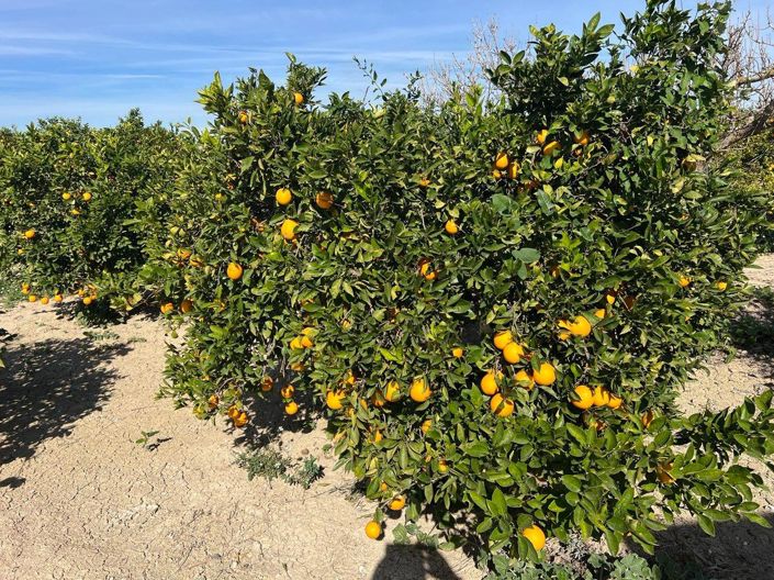 Image No.8-Villa de 1 chambre à vendre à Los Montesinos
