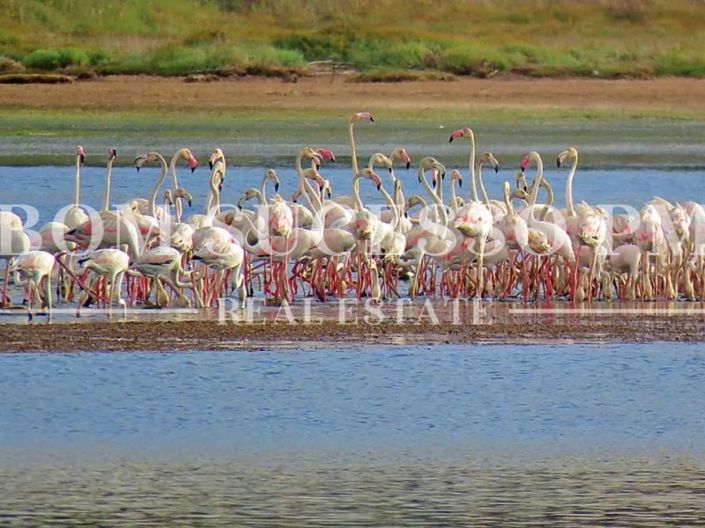 Image No.22-Plot for sale