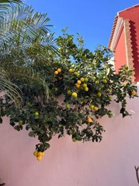 semi-detached-torre-de-la-horadada-spsdx219-3