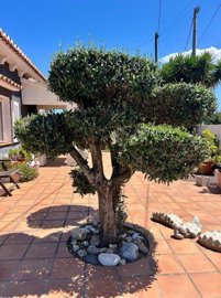 villa-denia-spscx786-53