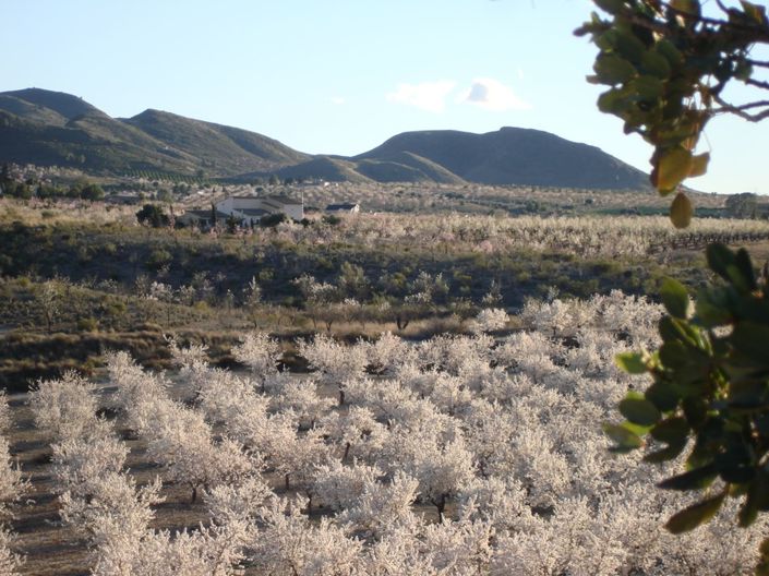 Image No.30-4 Bed Finca for sale