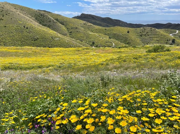 Image No.40-4 Bed Country House for sale