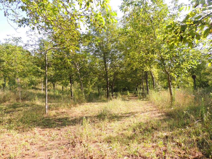 Image No.5-Land for sale