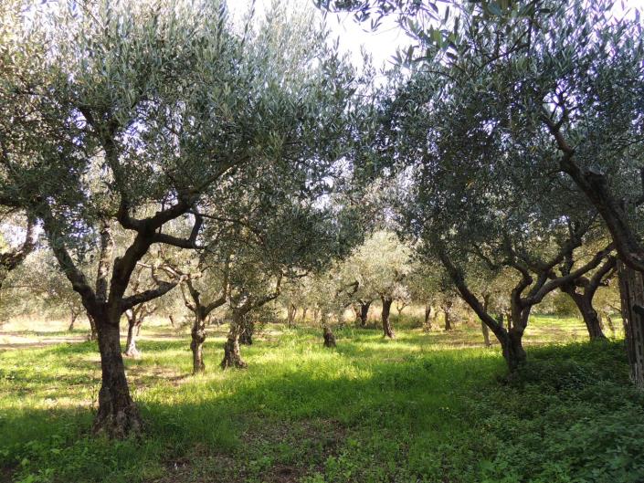 Image No.8-3 Bed Country House for sale