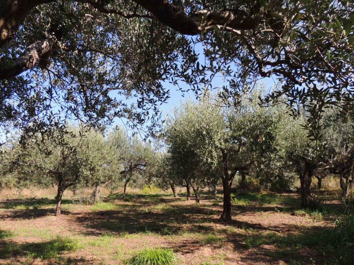 Image No.9-3 Bed Country House for sale