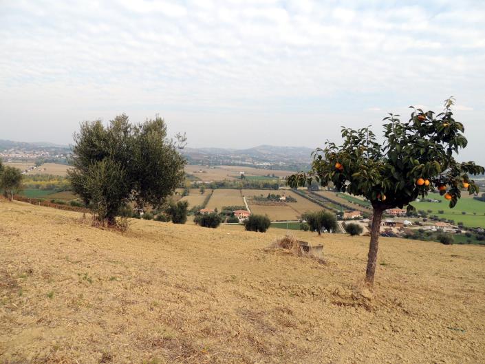 Image No.2-Land for sale