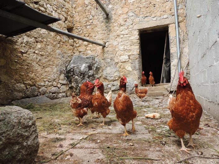 Image No.11-2 Bed Cottage for sale