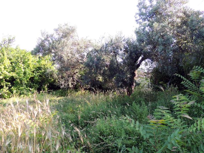 Image No.7-Land for sale