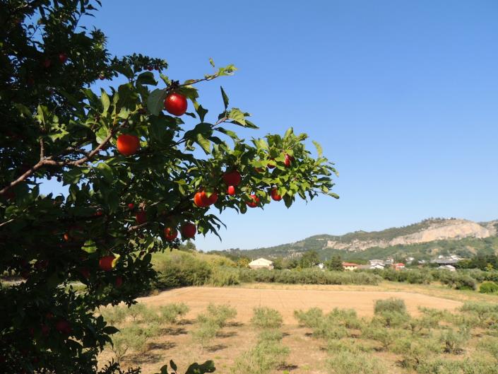 Image No.1-Land for sale