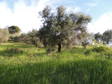 DSCN5540
