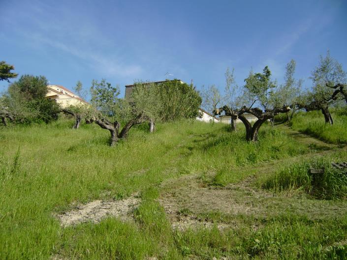 Image No.3-Terrain à vendre à Spoltore