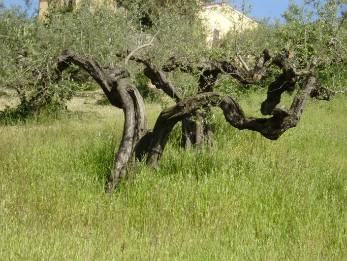 Image No.4-Terrain à vendre à Spoltore