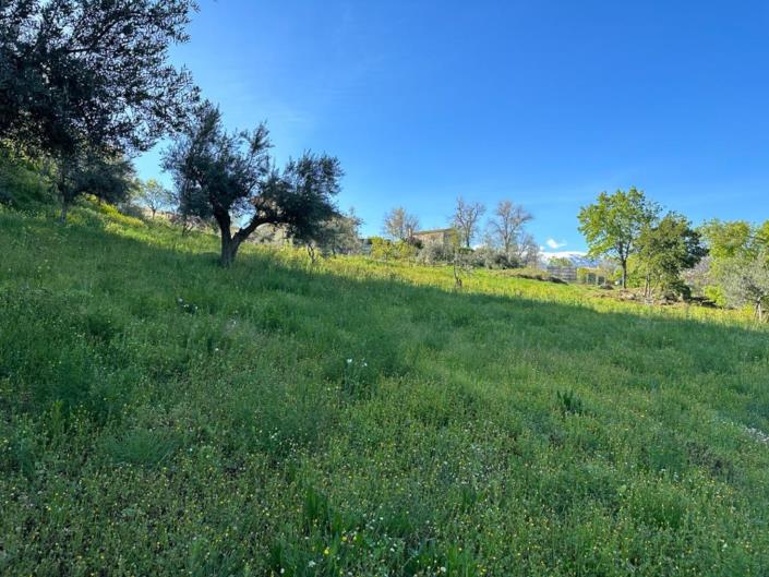 Image No.10-Terre à vendre à San Valentino in A.C.