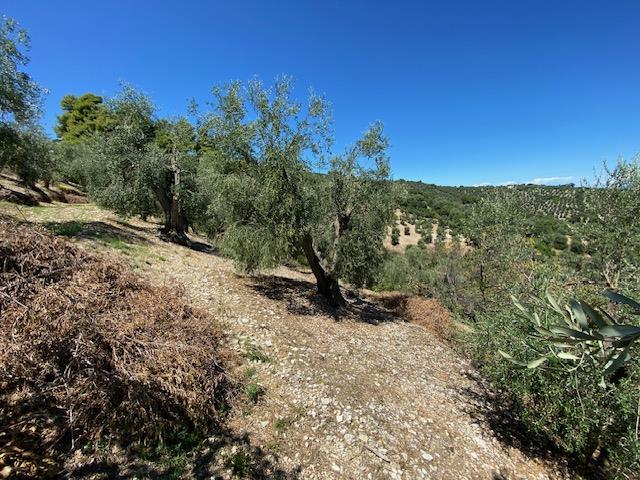 Image No.19-Maison de campagne à vendre à Vico del Gargano