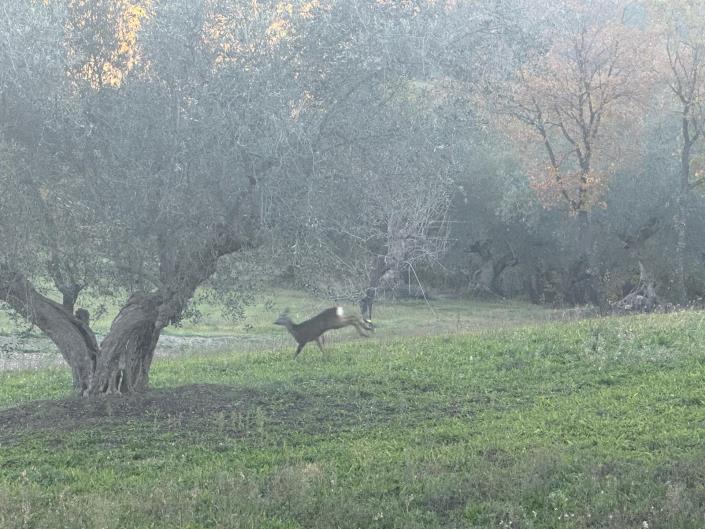 Image No.11-2 Bed Villa / Detached for sale