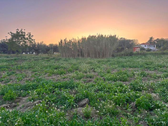 Image No.11-Terre à vendre à Nocciano